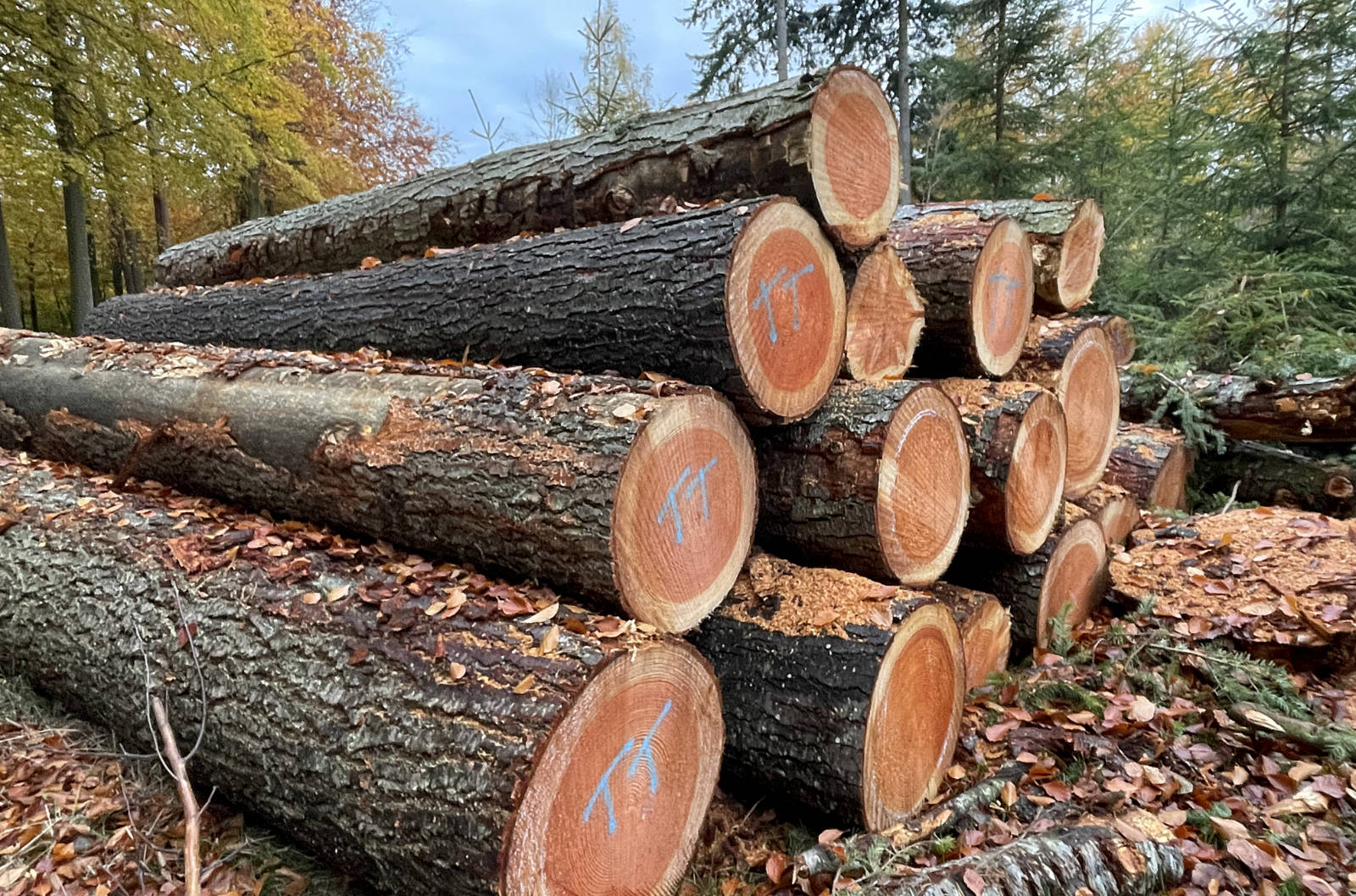 Stack of freshly cut logs with blue markings, surrounded by fallen autumn leaves in a forest.