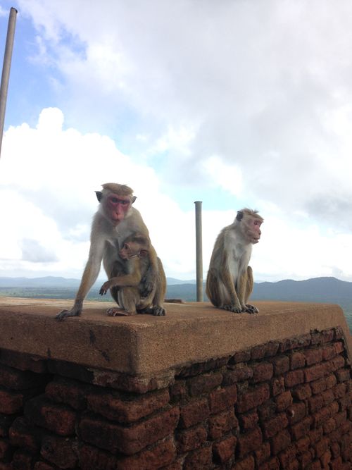 2 singes sur un mur rouge au Sri Lanka