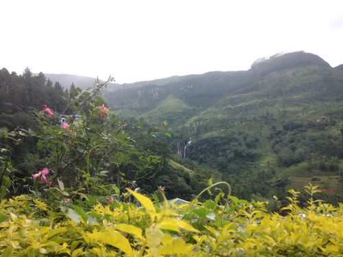 Paysage du Sri Lanka : jungle, arbres verdoyants et montagnes