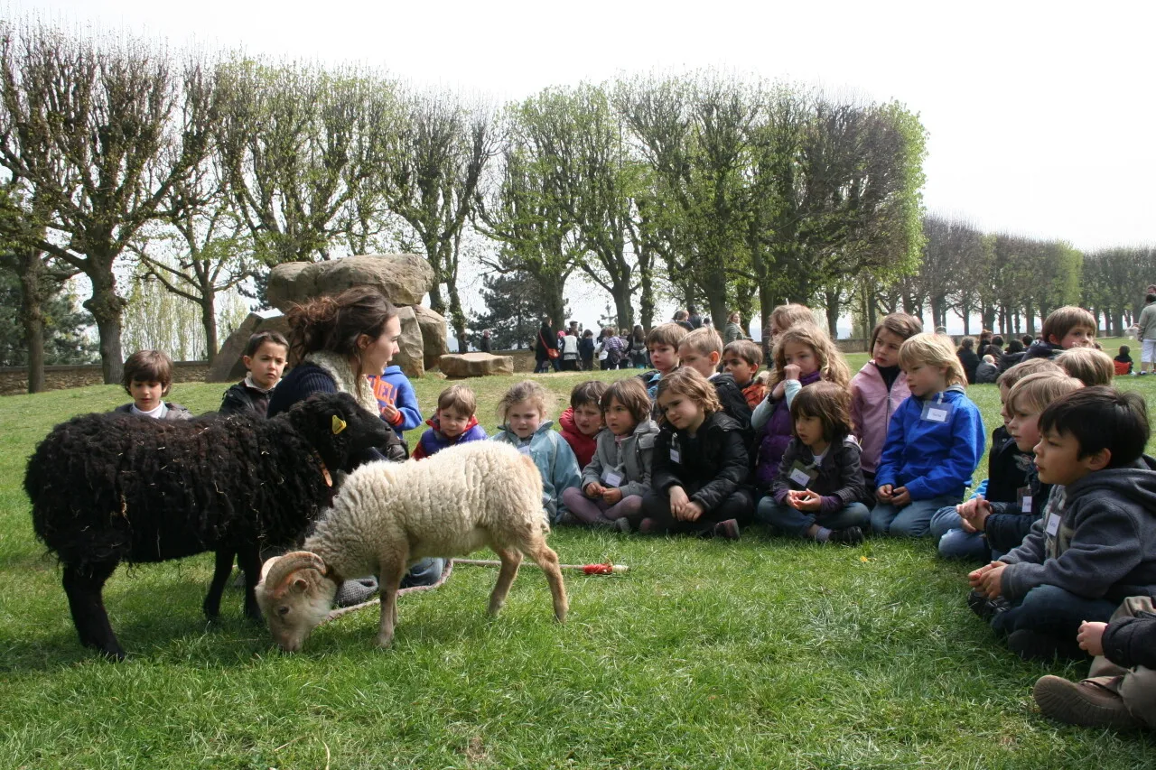 Des enfants regardant des moutons dans un parc.