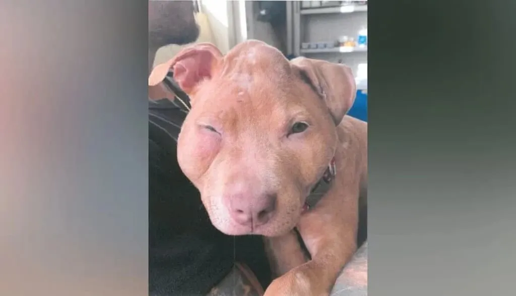 Chien pitbull mignon avec un œil fermé.
