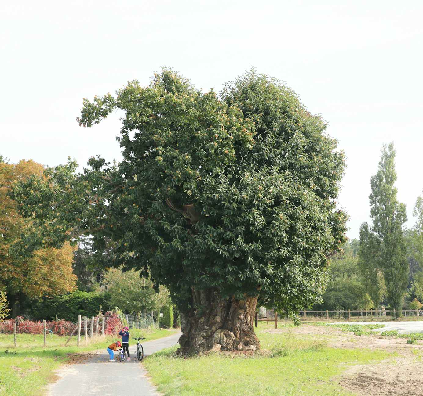 Vieux grand châtaignier situé à Bullion, Yvelines, illustrant un châtaignier remarquable à proximité des routes locales