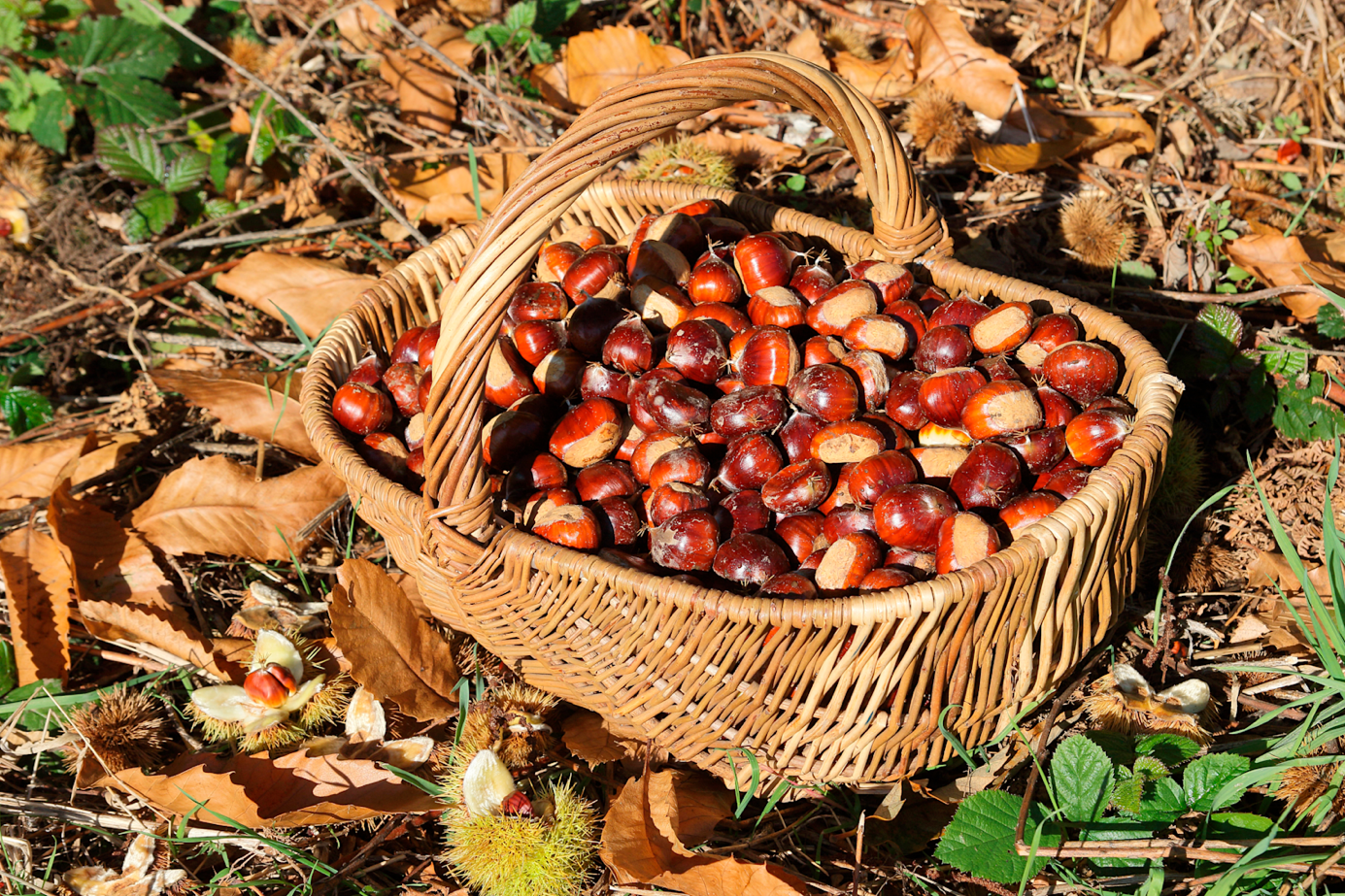 Panier rempli de châtaignes fraîchement récoltées parmi les feuilles d'automne et les cosses de châtaignes dans un décor forestier