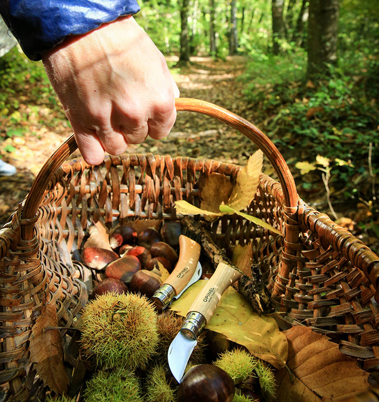 Main tenant un panier de châtaignes fraîchement cueillies et de broyats de châtaigne dans un décor forestier avec des couteaux de récolte