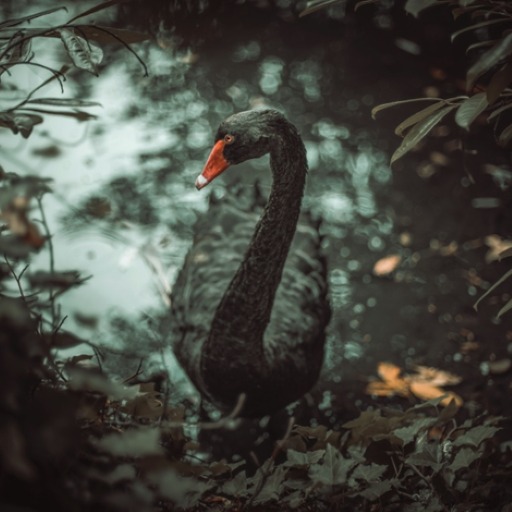 Black swan