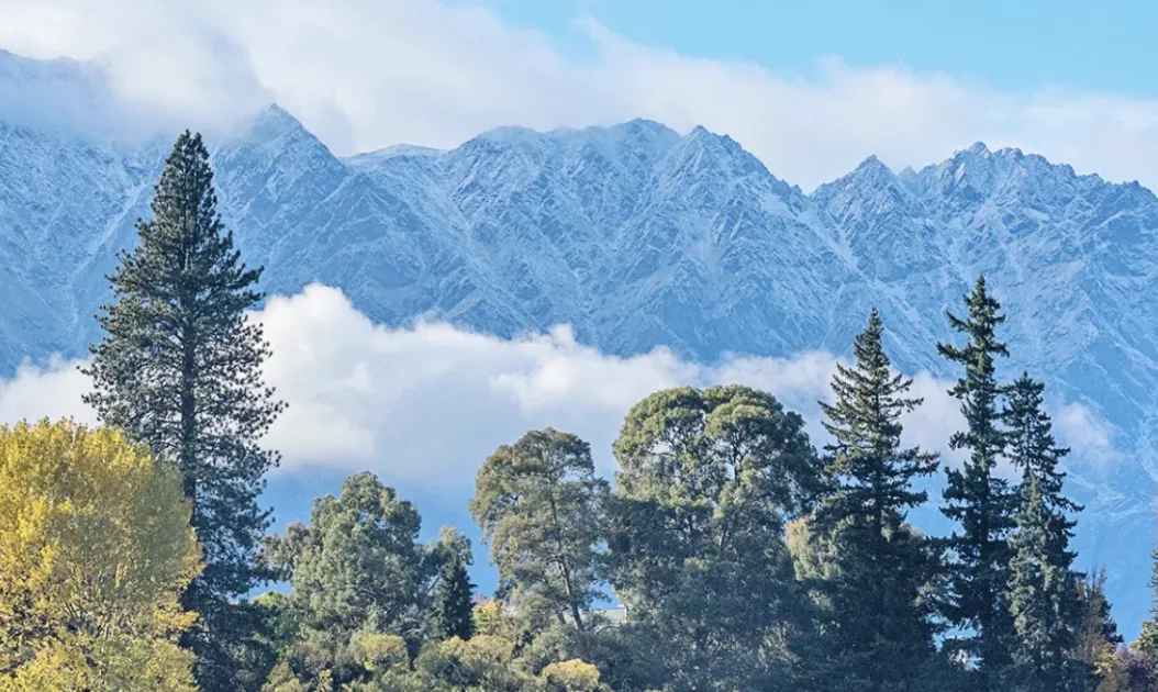 A picturesque view of snow-capped mountains rising behind a forest of tall trees