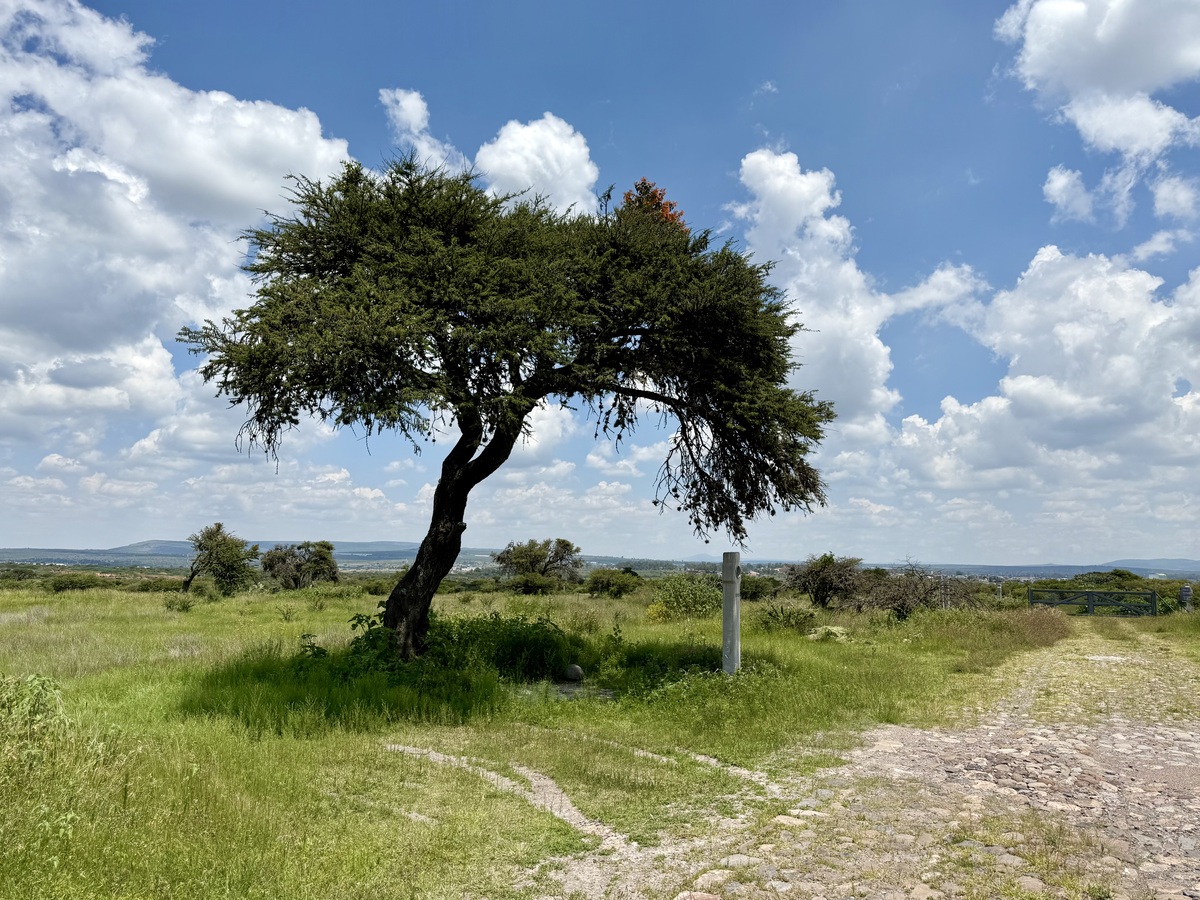 LOTE 7 LA CANTERA ALCOCER - imagen principal