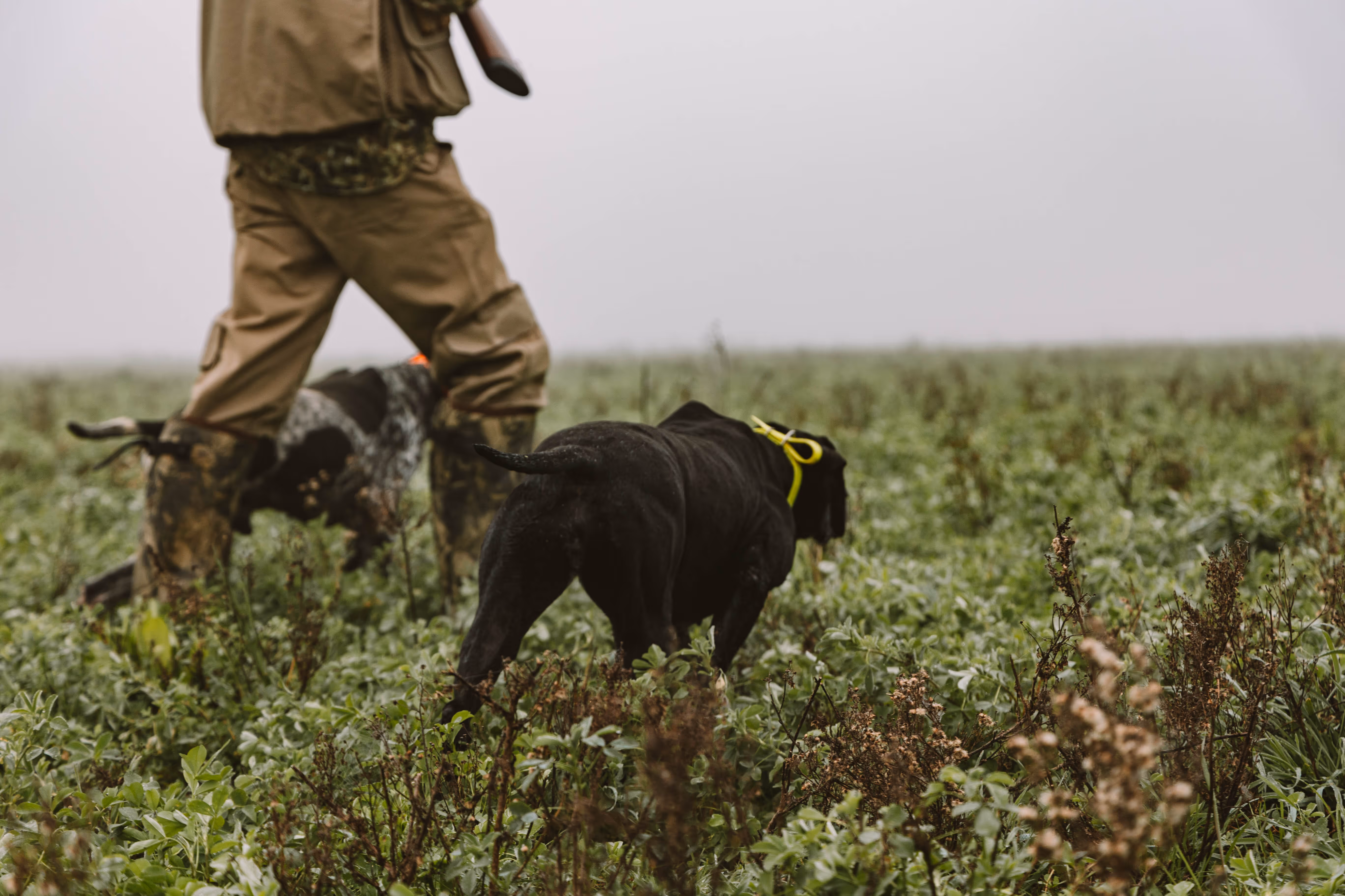 Dog and person hunting