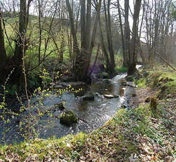A stream runs through the therapy garden, which helps with immersion and relaxation