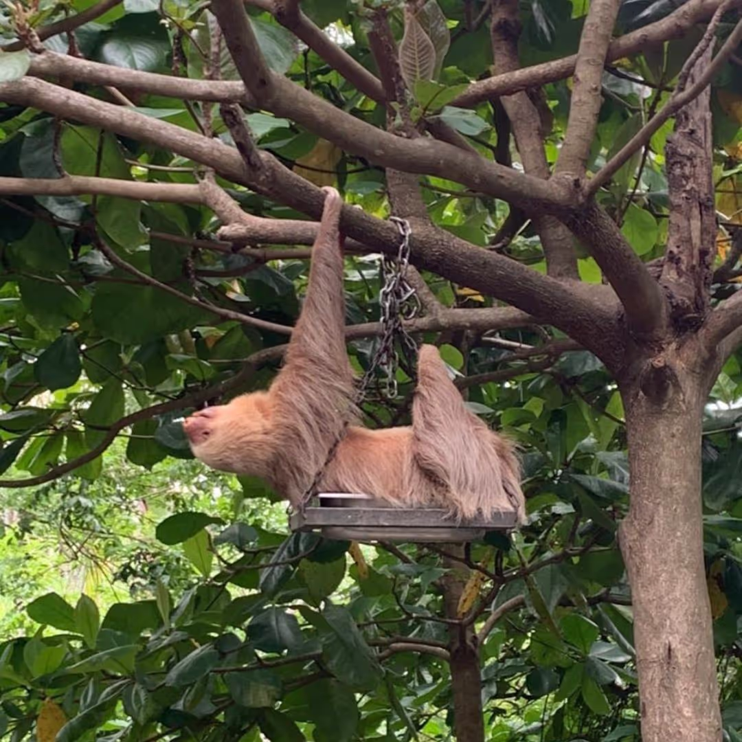 A sloth in Natuwa Wildlife Sanctuary 