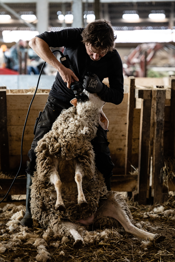 Stijn de herder Foto > Liesbet De Waele