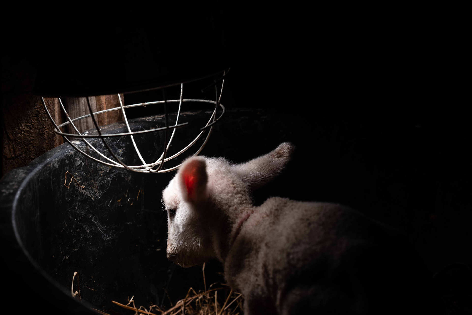 Beeld Liesbet De Waele voor Expo GESCHAPEN