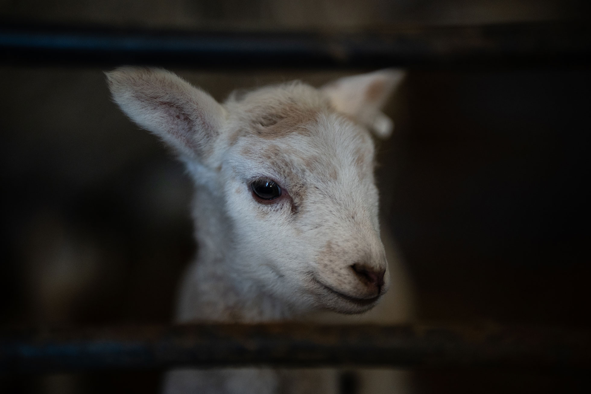 Beeld Liesbet De Waele voor Expo GESCHAPEN