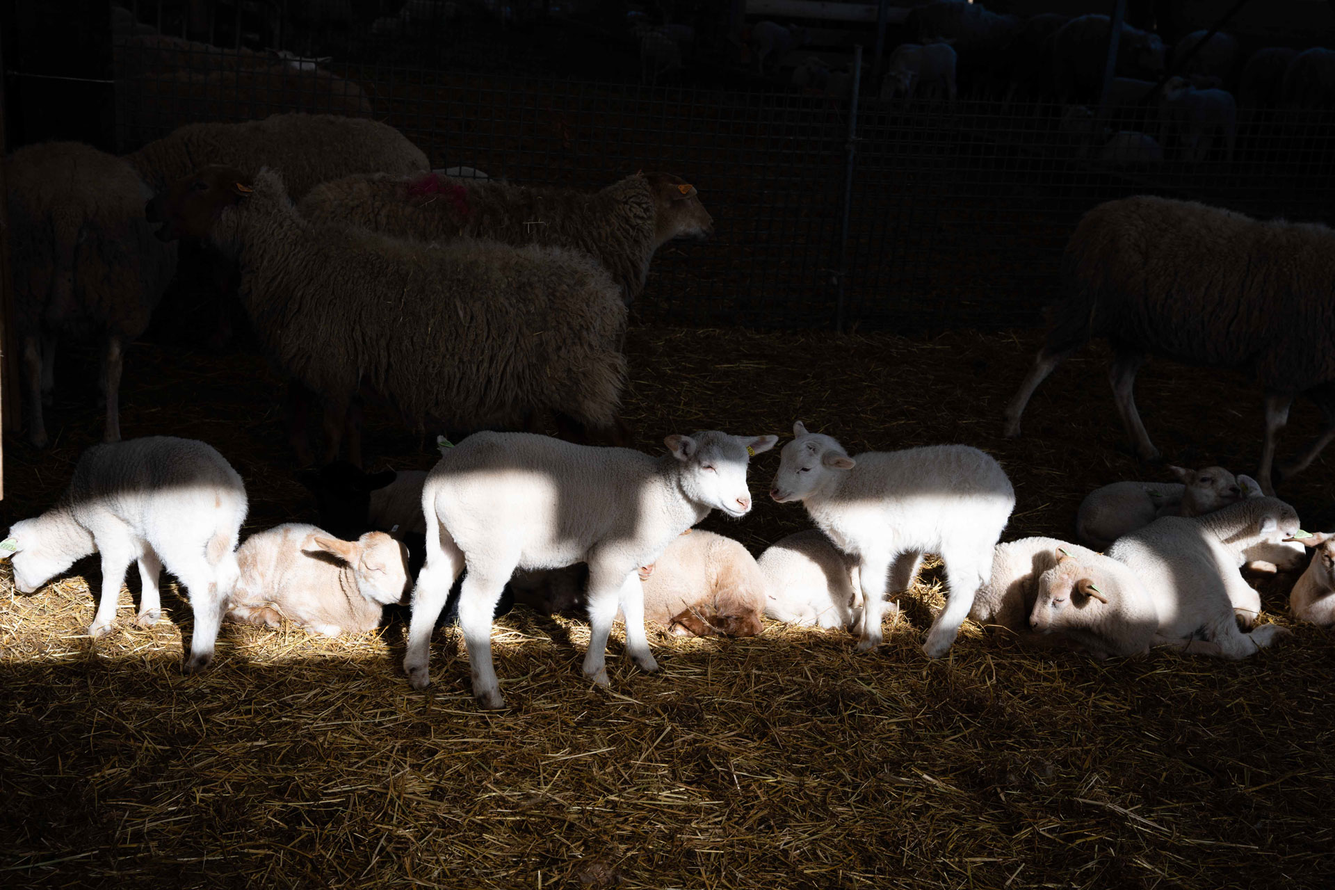 Beeld Liesbet De Waele voor Expo GESCHAPEN