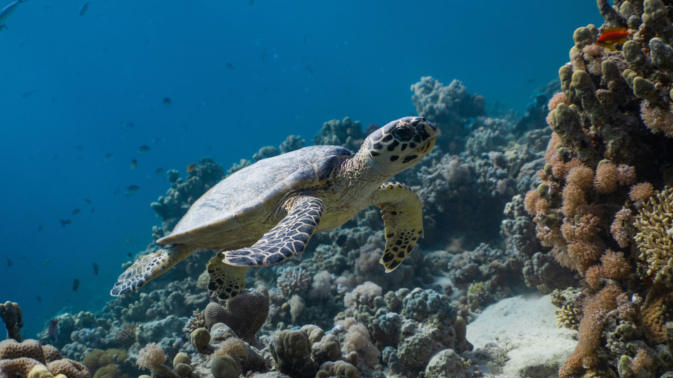 sea turtle in Kenya on a marine conservation gap year