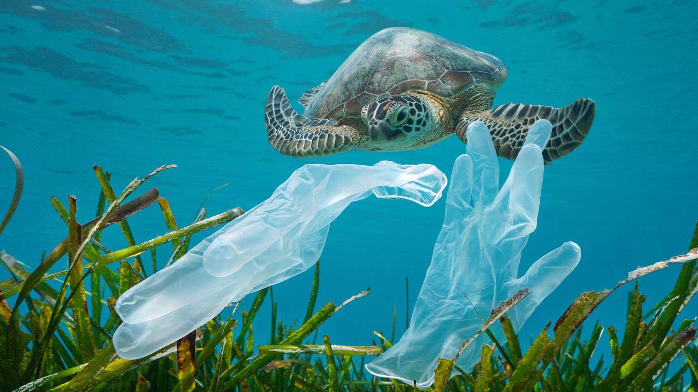 Sea turtle swimming toward floating plastic gloves in ocean, highlighting the impact of marine pollution on wildlife.