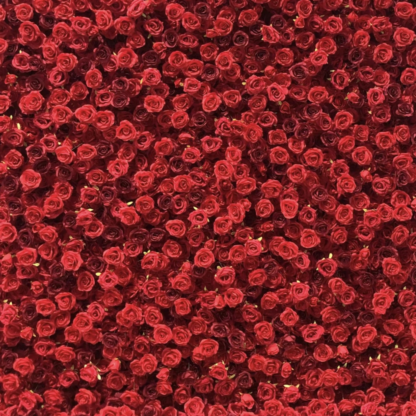 A dense wall of vibrant red roses arranged closely together, creating a rich floral backdrop.
