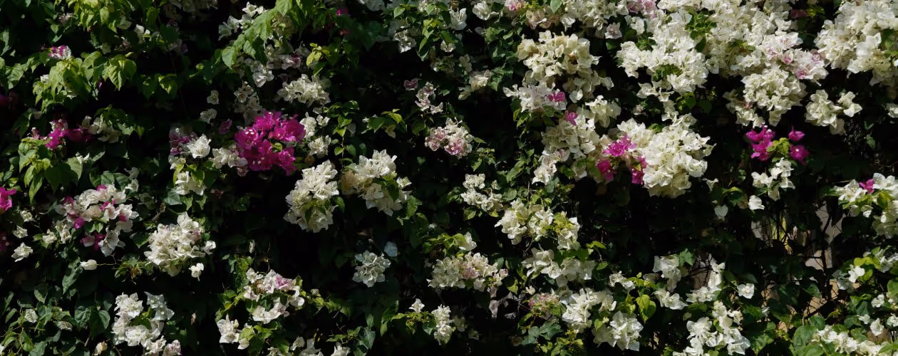 A lush wall of bougainvillea covered in dense green leaves and clusters of white and bright magenta flowers in natural sunlight to create a lively, textured garden backdrop.