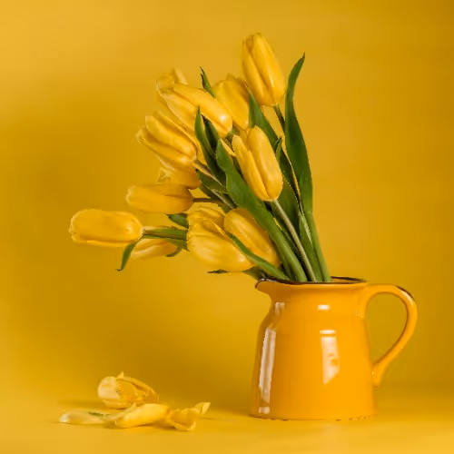 A bunch of yellow tulips arranged in a yellow ceramic jug against a matching yellow background, with a few loose petals scattered nearby.