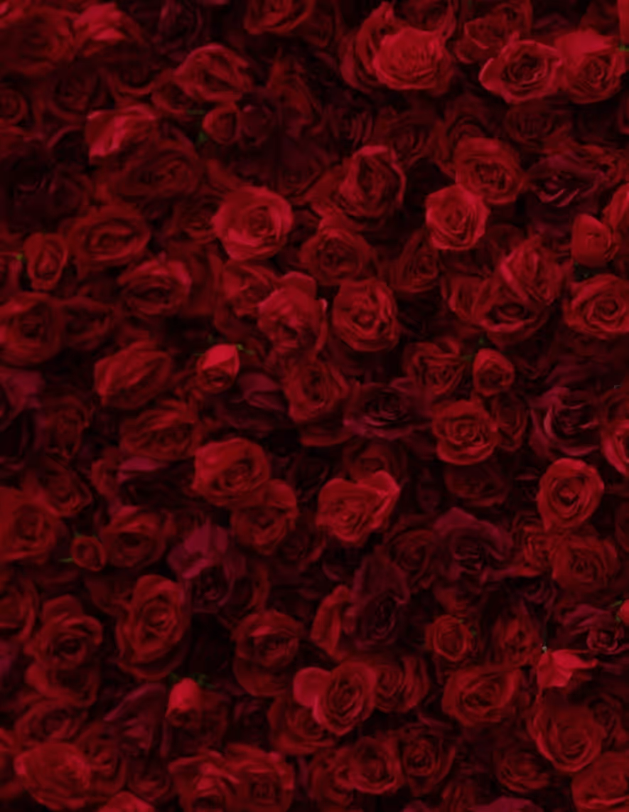Close-up of dense cluster of red roses with dark green leaves in the background.