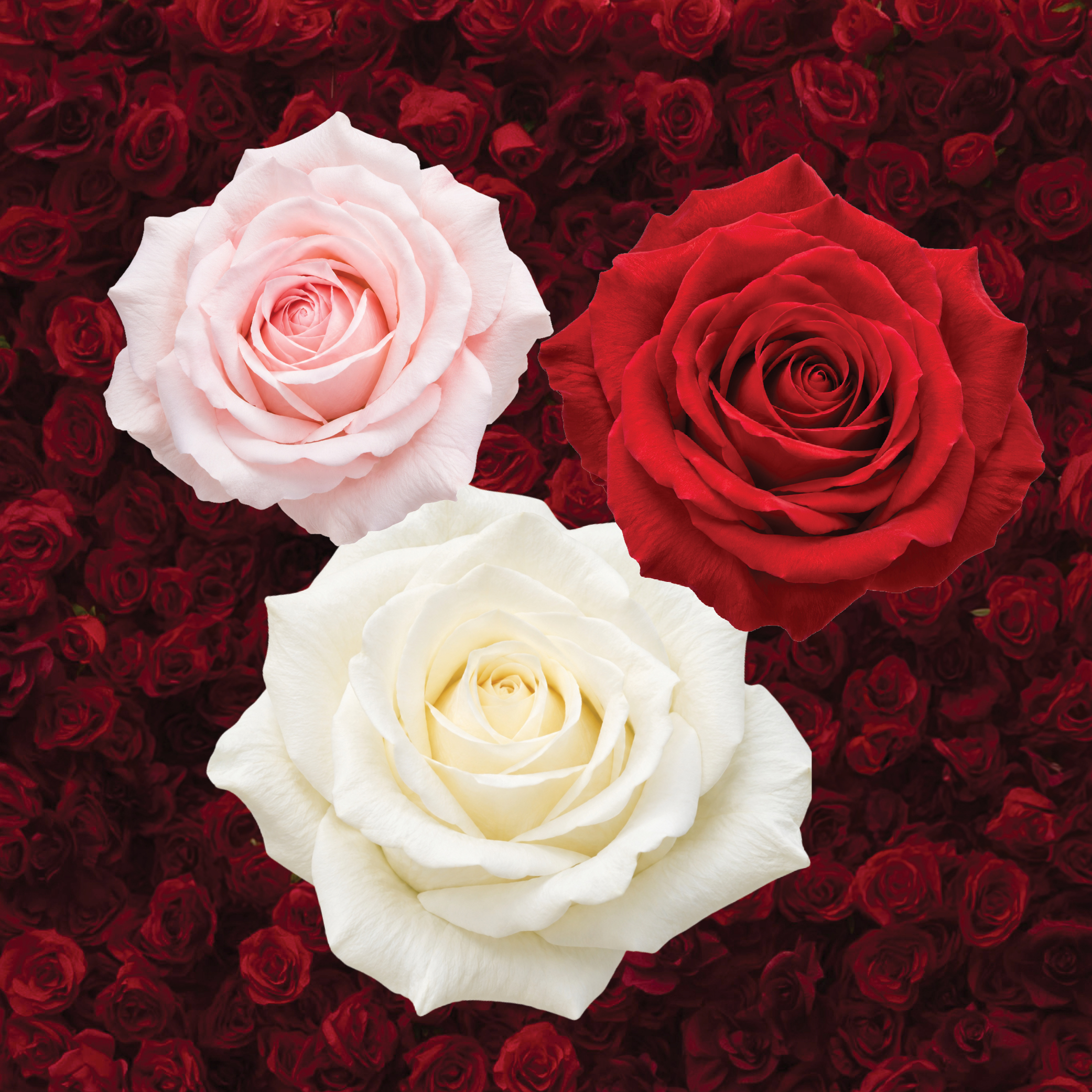 LaVinci flower wall options for wedding and event backdrop hire.
