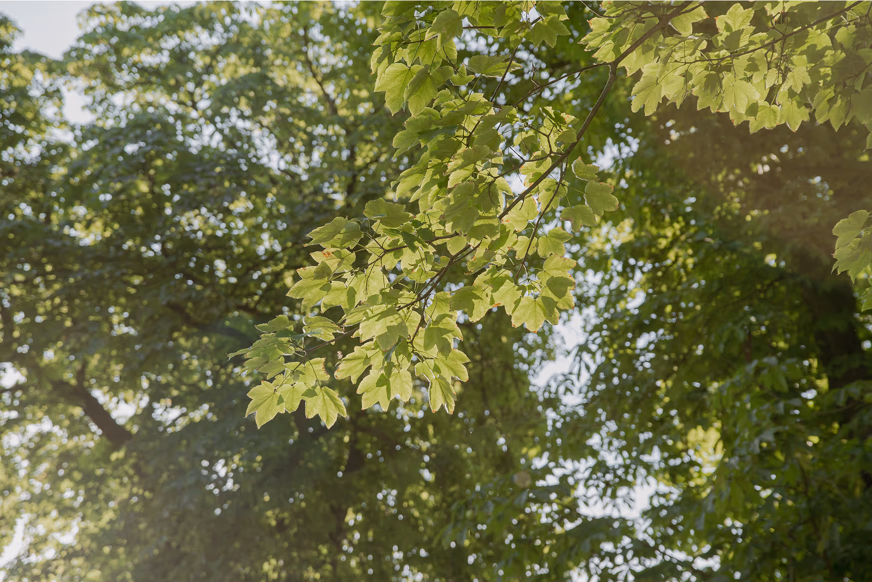 Relyon Baum Krone mit grünen Blättern