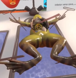 An image of a virtual frog dissection