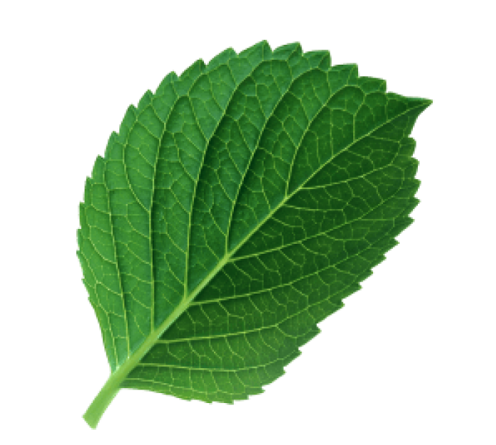 Leaf