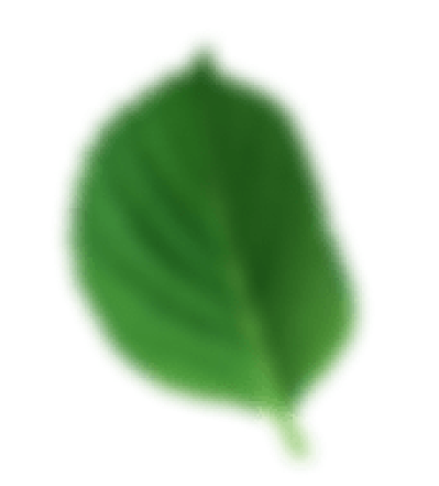 leaf