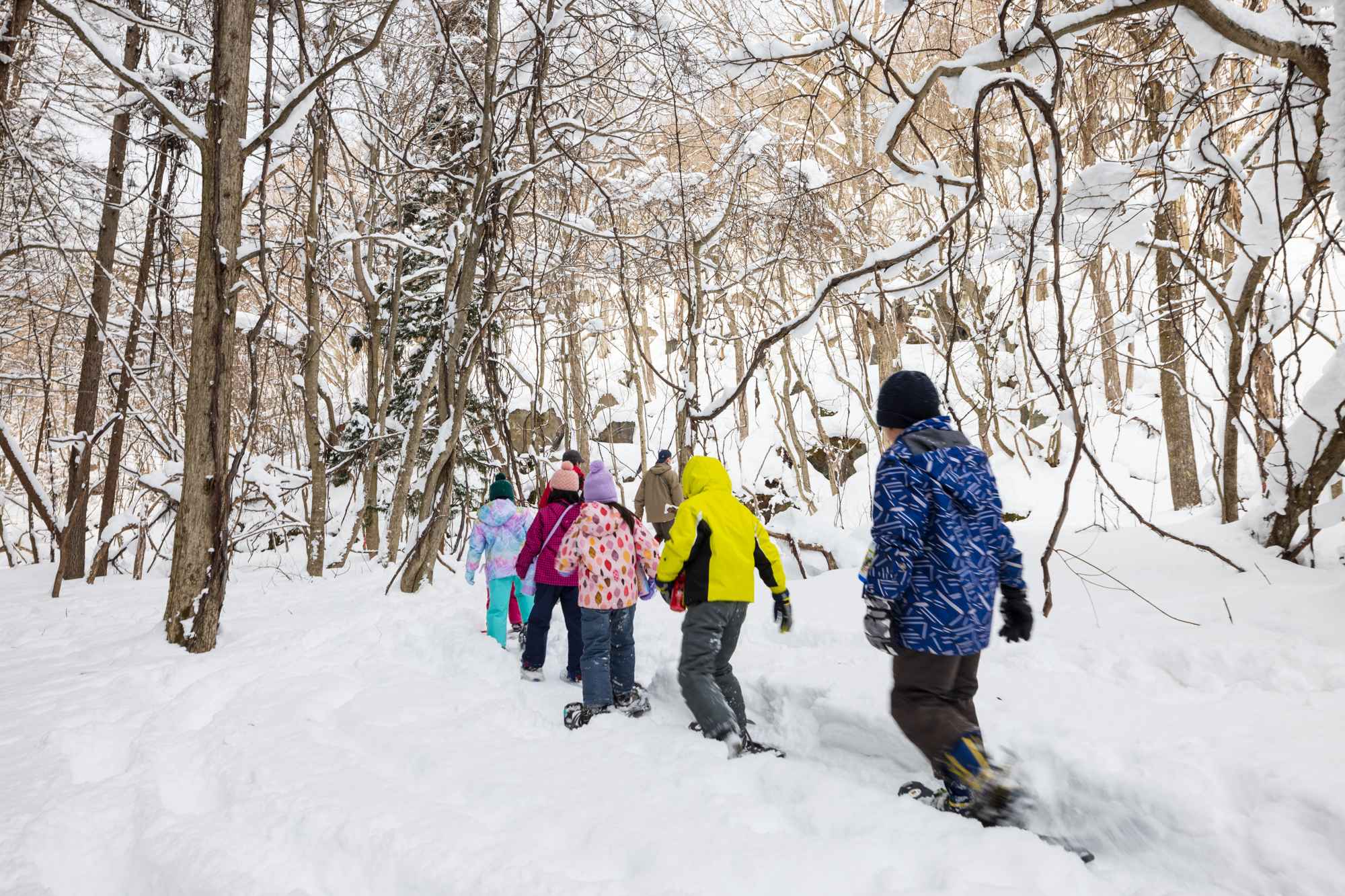 Towada Travel - 冬季閉鎖ルートを特別に除雪し限定開放！スノーシュー