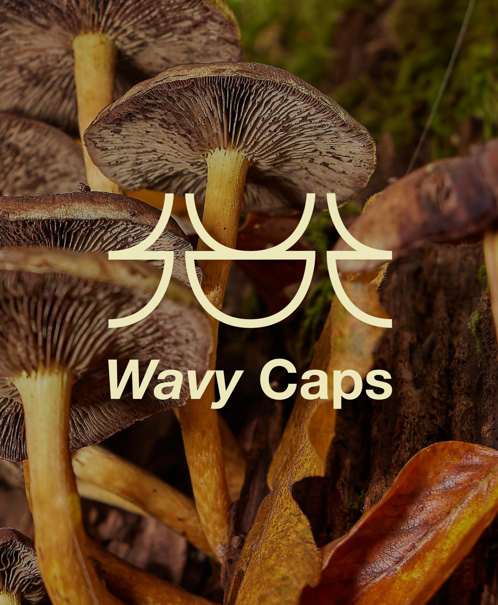This is an image of a logo design. 