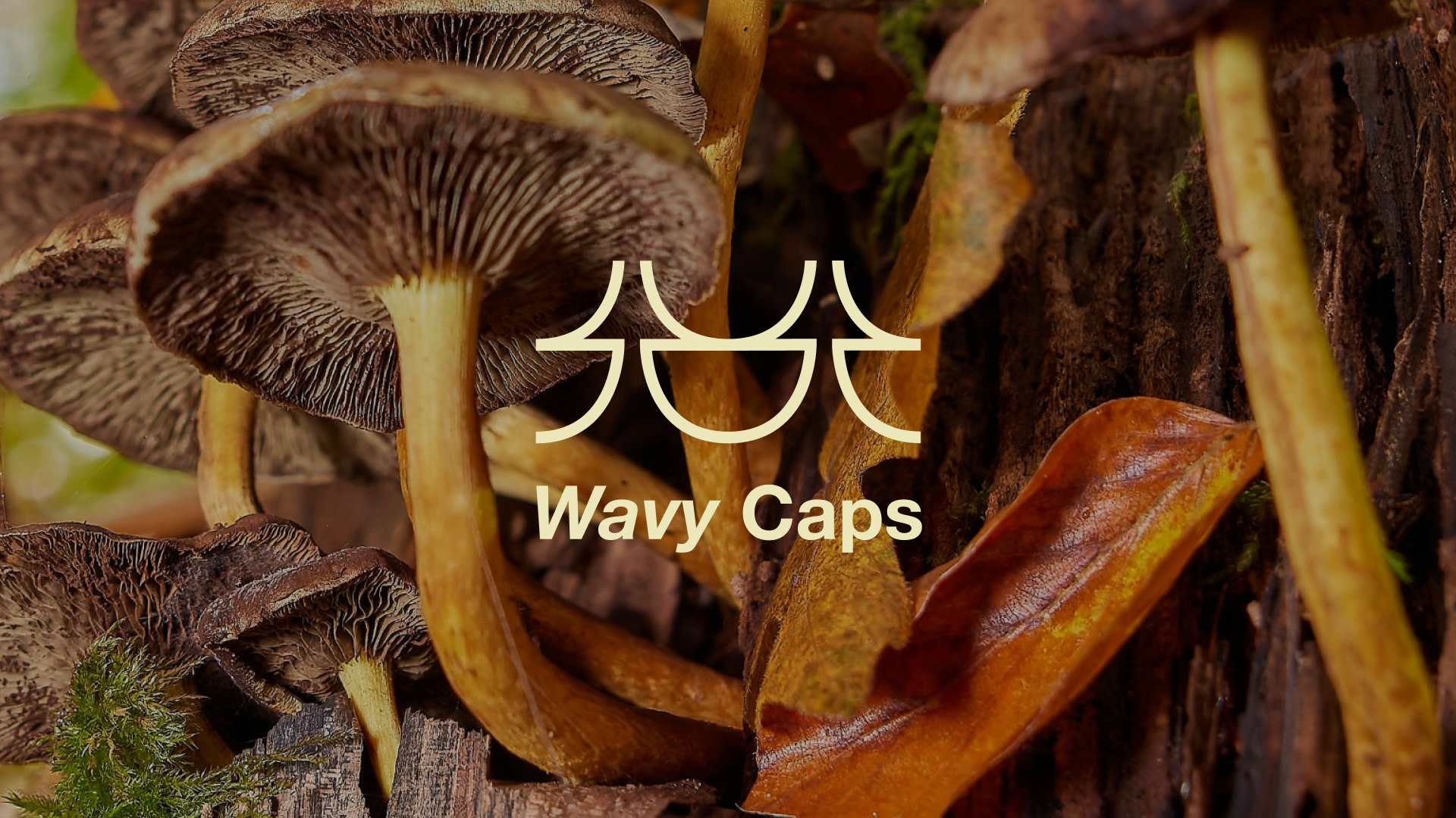 Logo design for Wavy Cap Mushrooms.