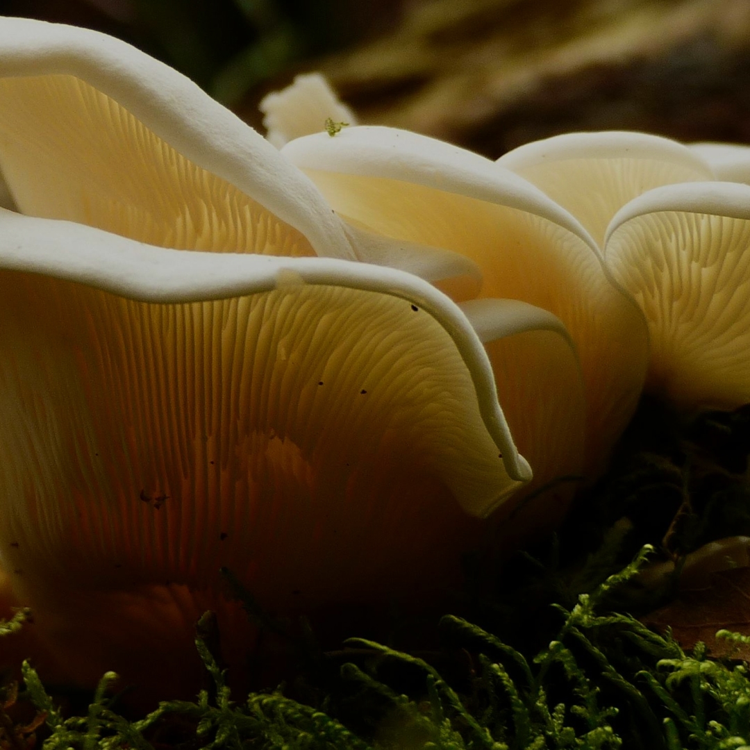 Photography example for Wavy Cap Mushroom brand guidelines.