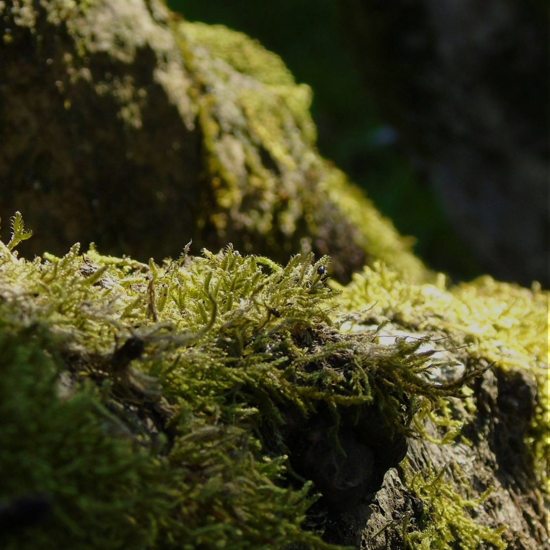 Photography example for Wavy Cap Mushroom brand guidelines.