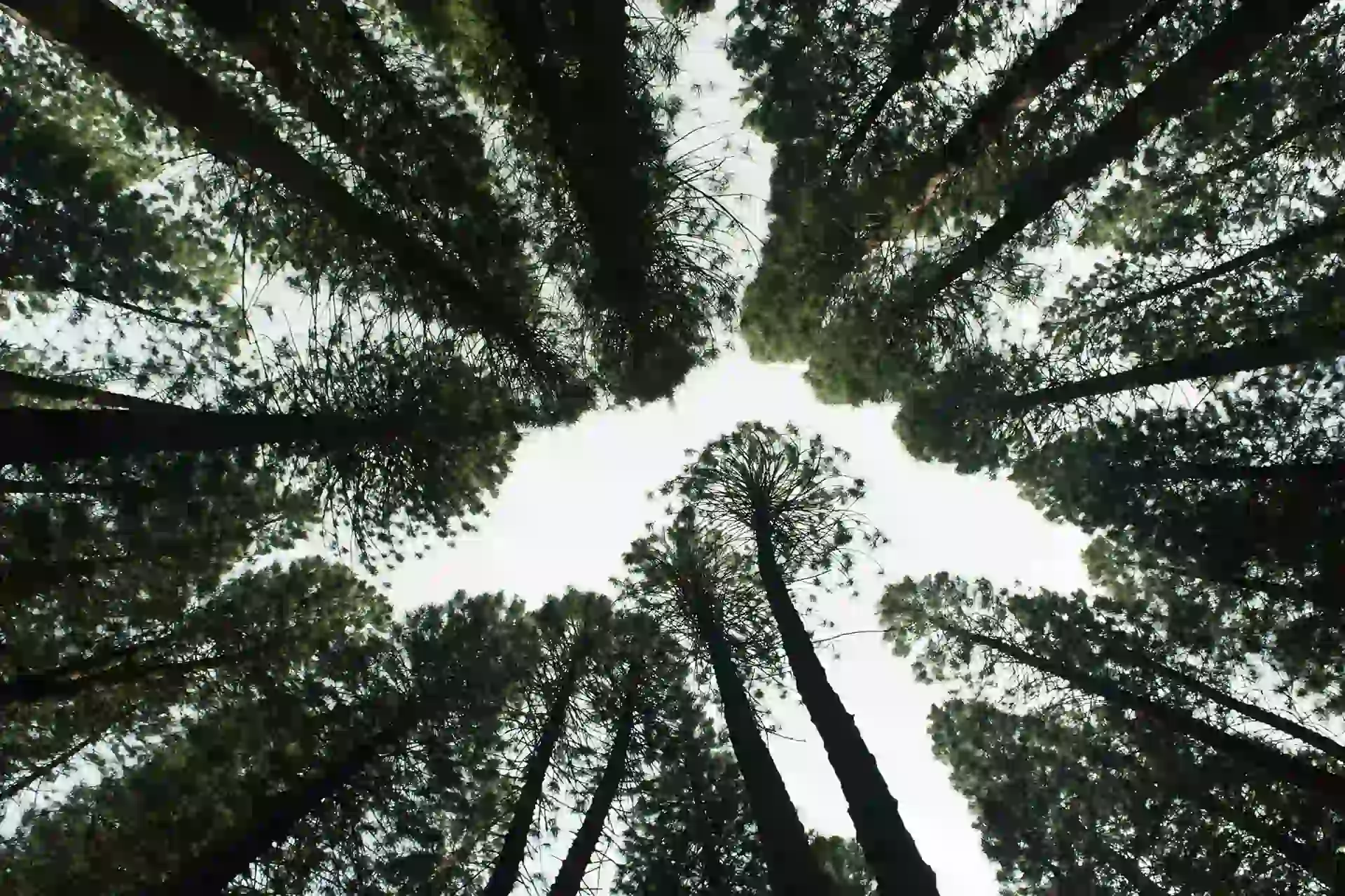 Regardant du ciel dans le forêt