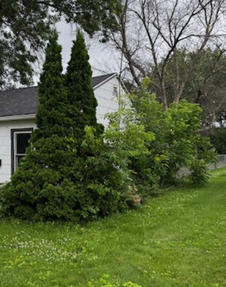 Before image of an overgrown side of house