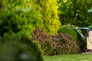 Clean and trimmed bushes and trees