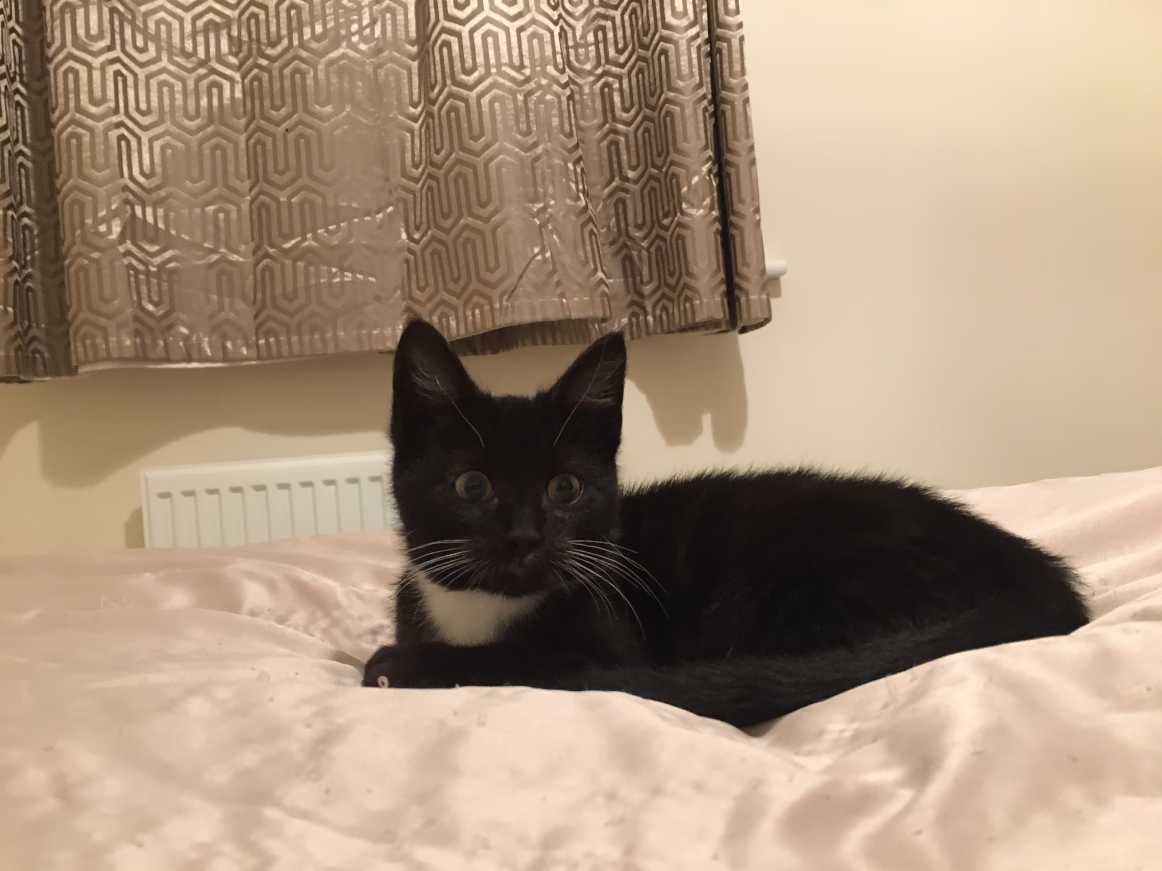 A beautiful little black cat with white patches, Momo, sitting on the bed