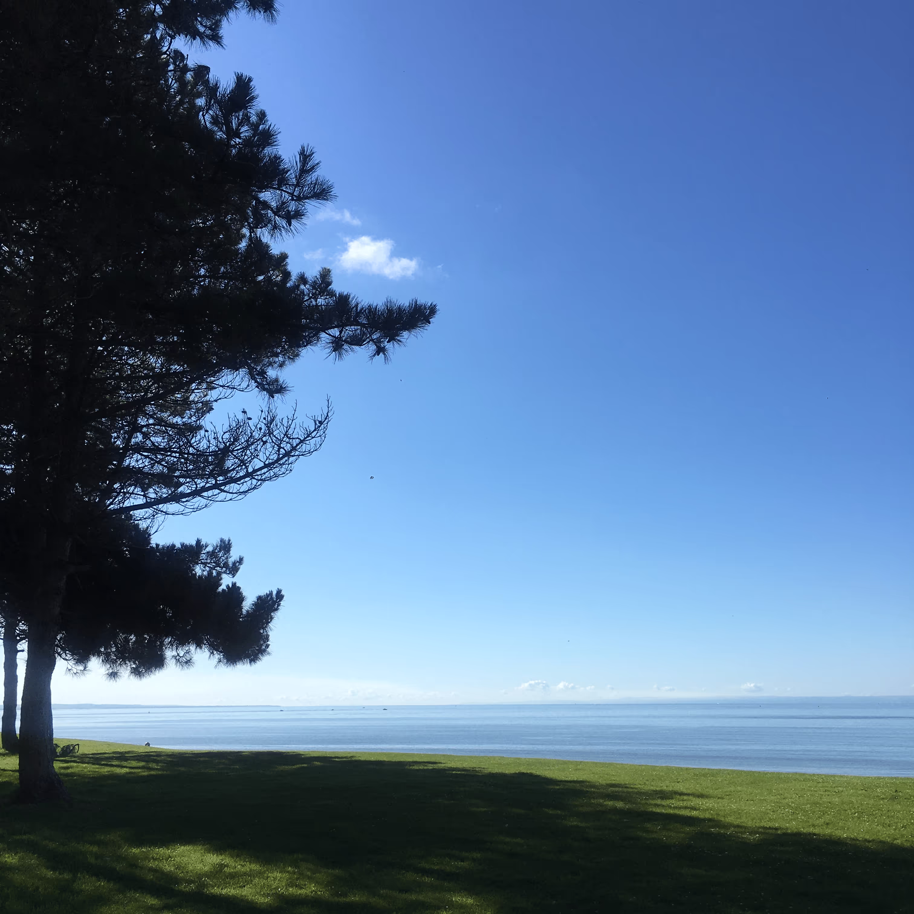 From the shade under a tree by Swansea beace