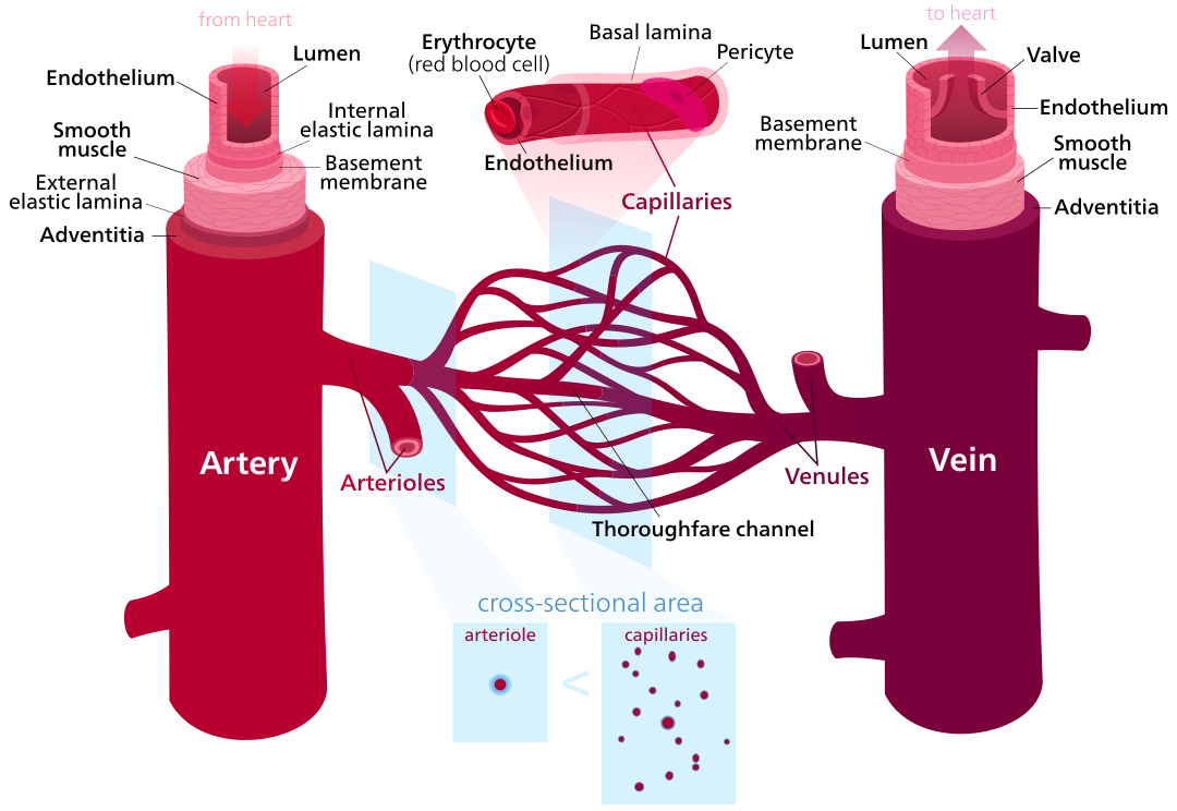 How do capillaries work?