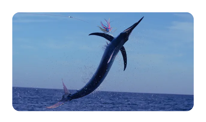 Marlin leaping out of the water with a lure in its mouth
