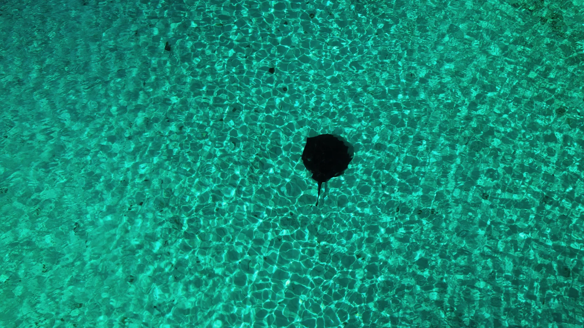 Stingray gliding over the sand in clear shallow water