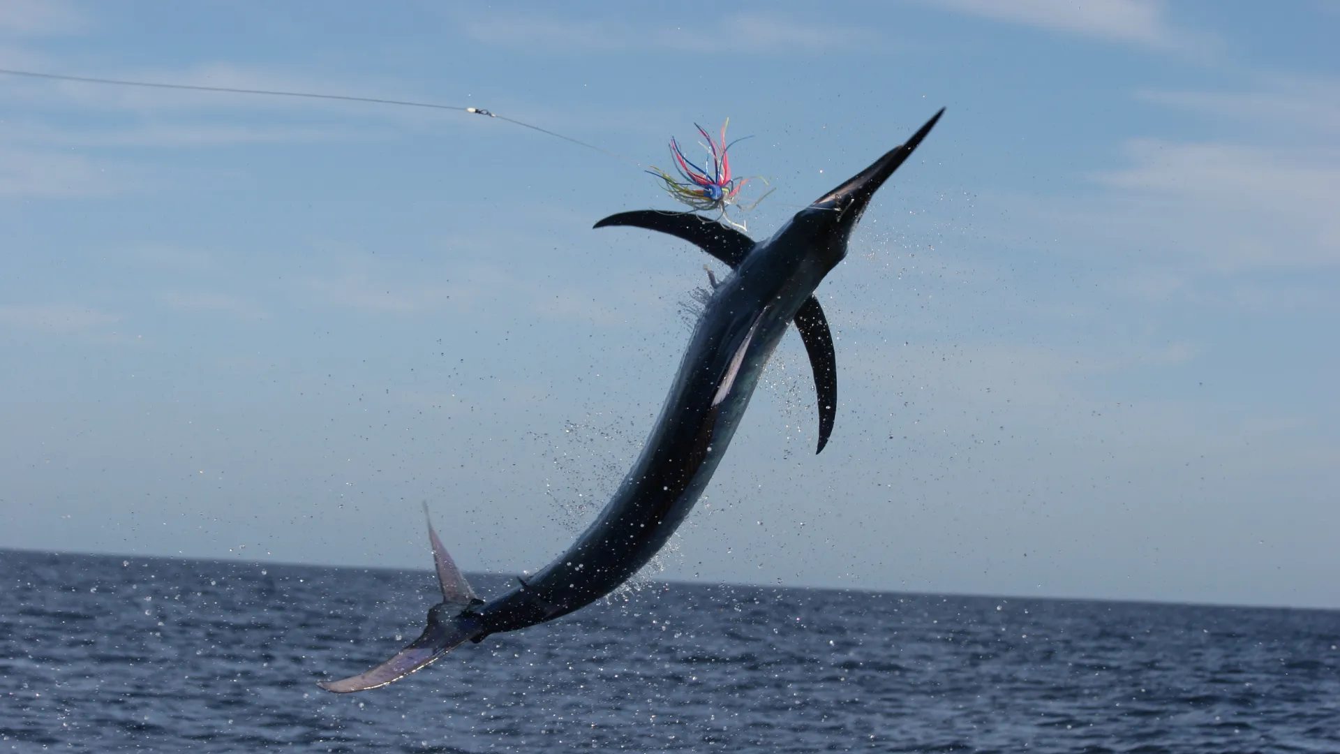 Marlin leaping high out of the water with a lure in its mouth