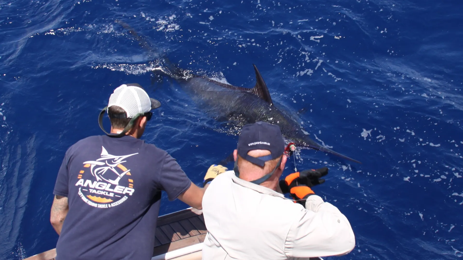Two crew leadering a marlin alongside the boat on a Game Time Charters game fishing charter