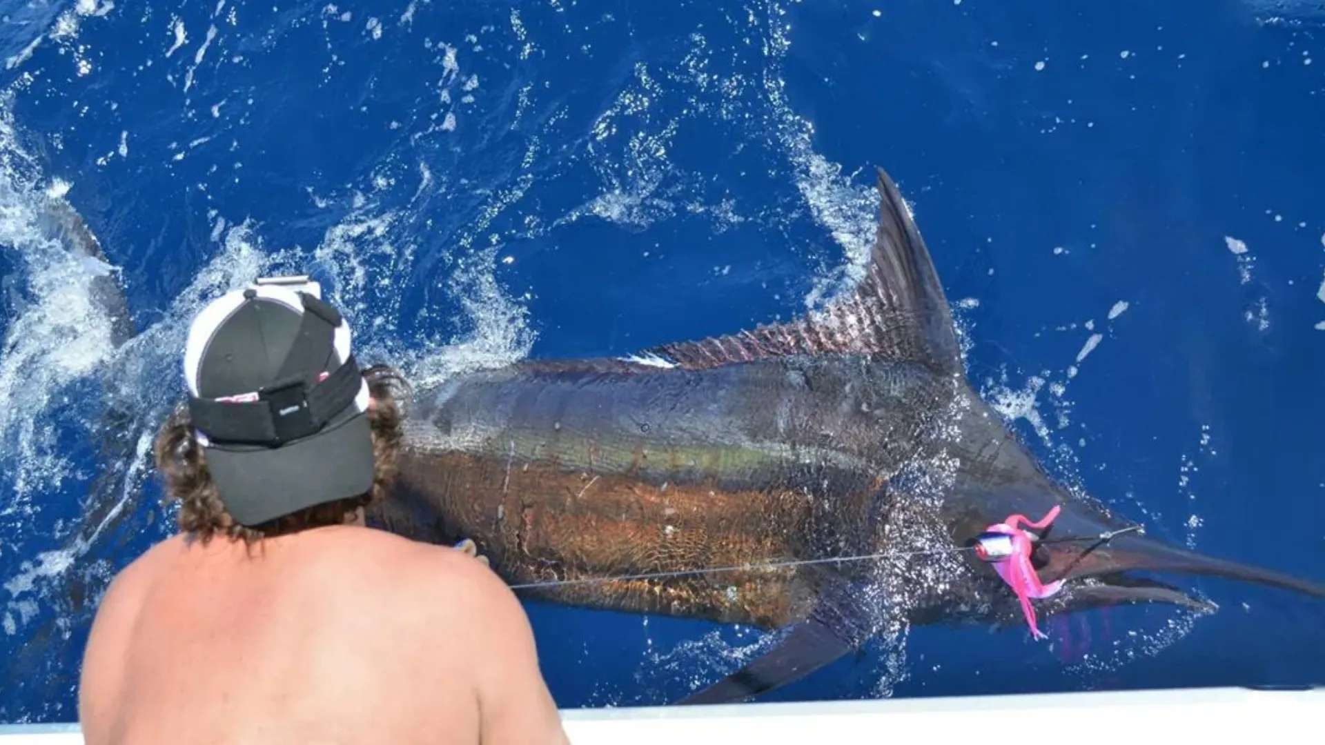 Angler holding a striped marlin at the side of the boat before release with Game Time Charters