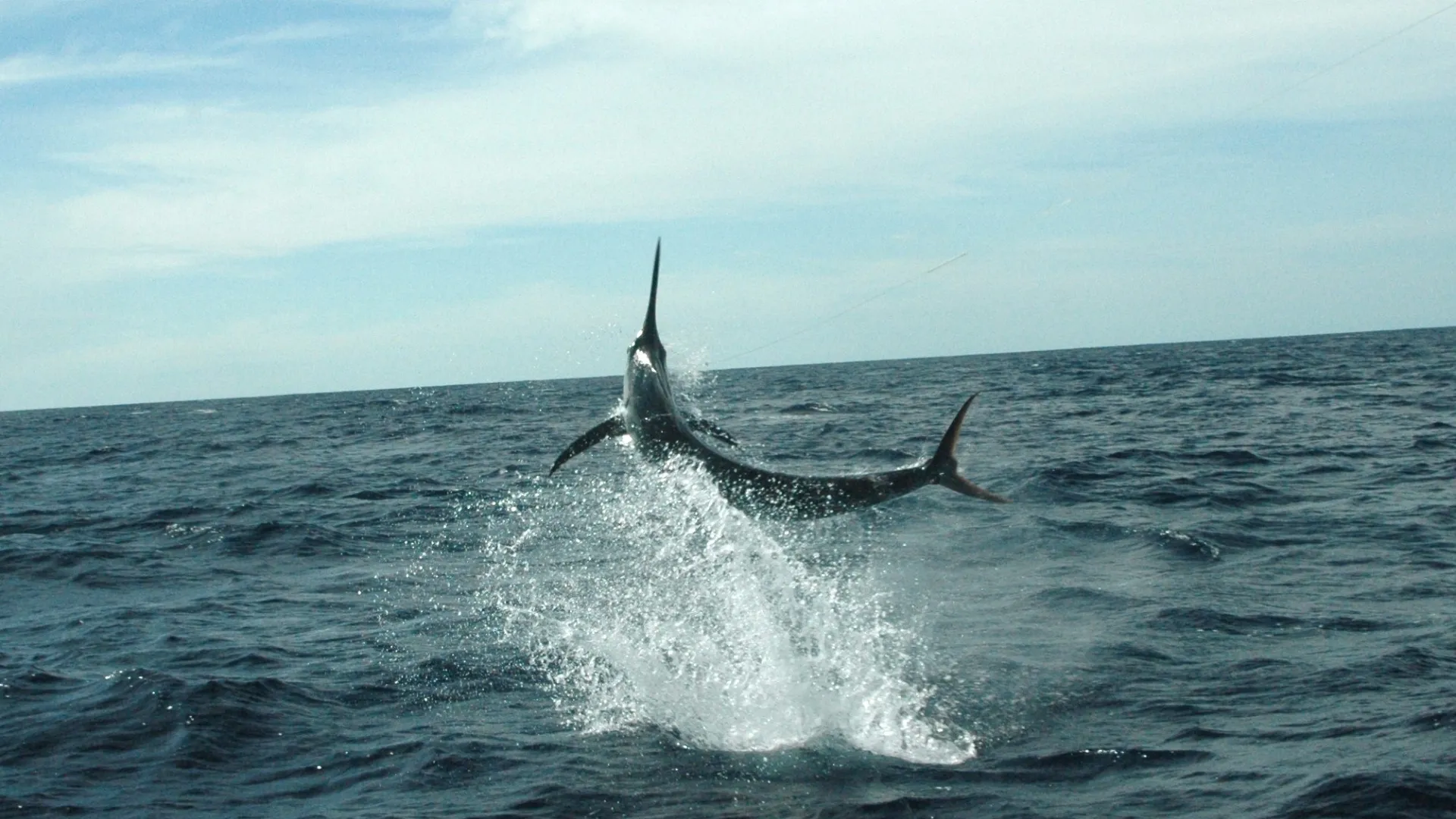 Marlin jumping clear of the water in a burst of spray