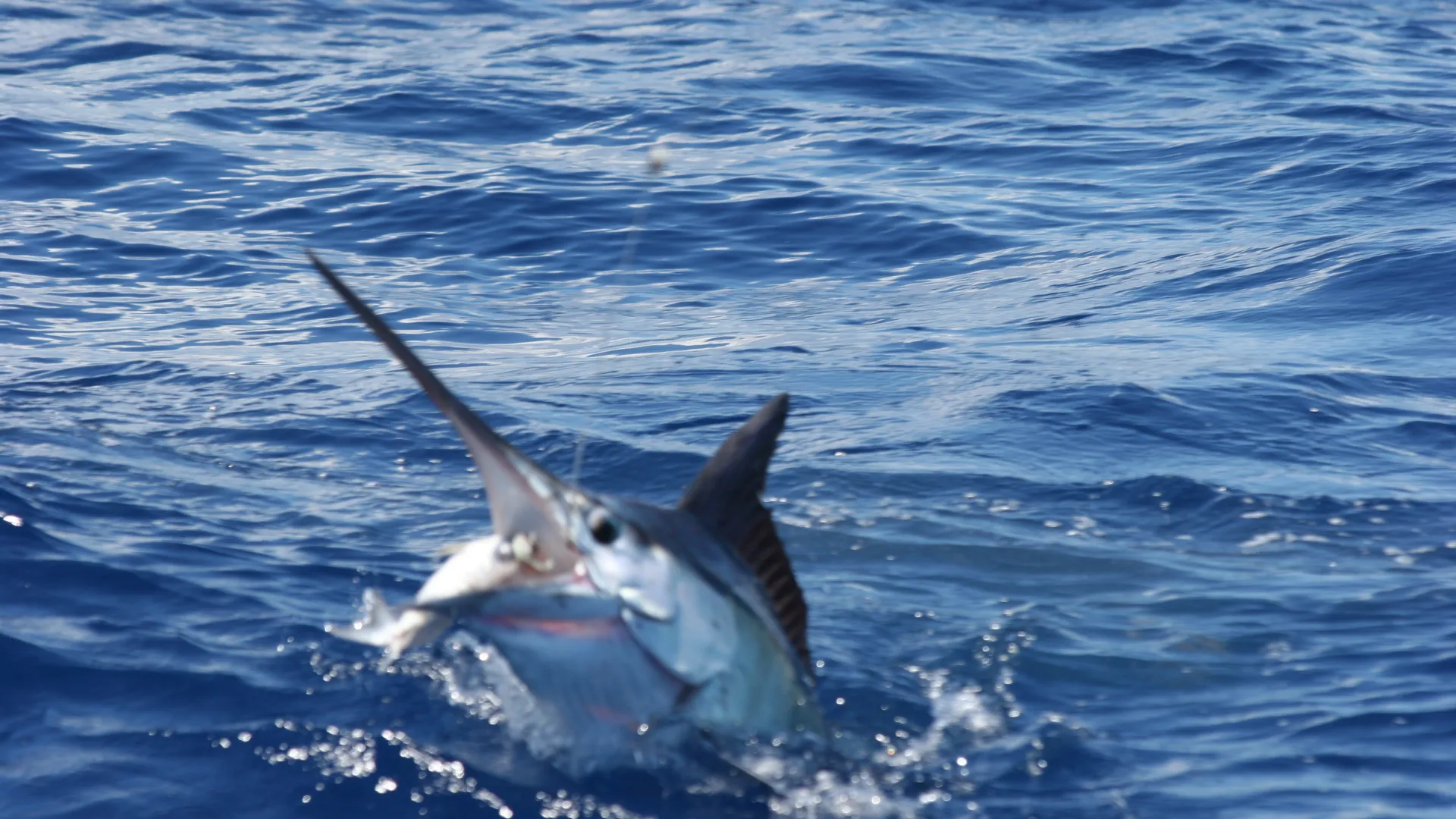 Marlin at the surface beside the boat