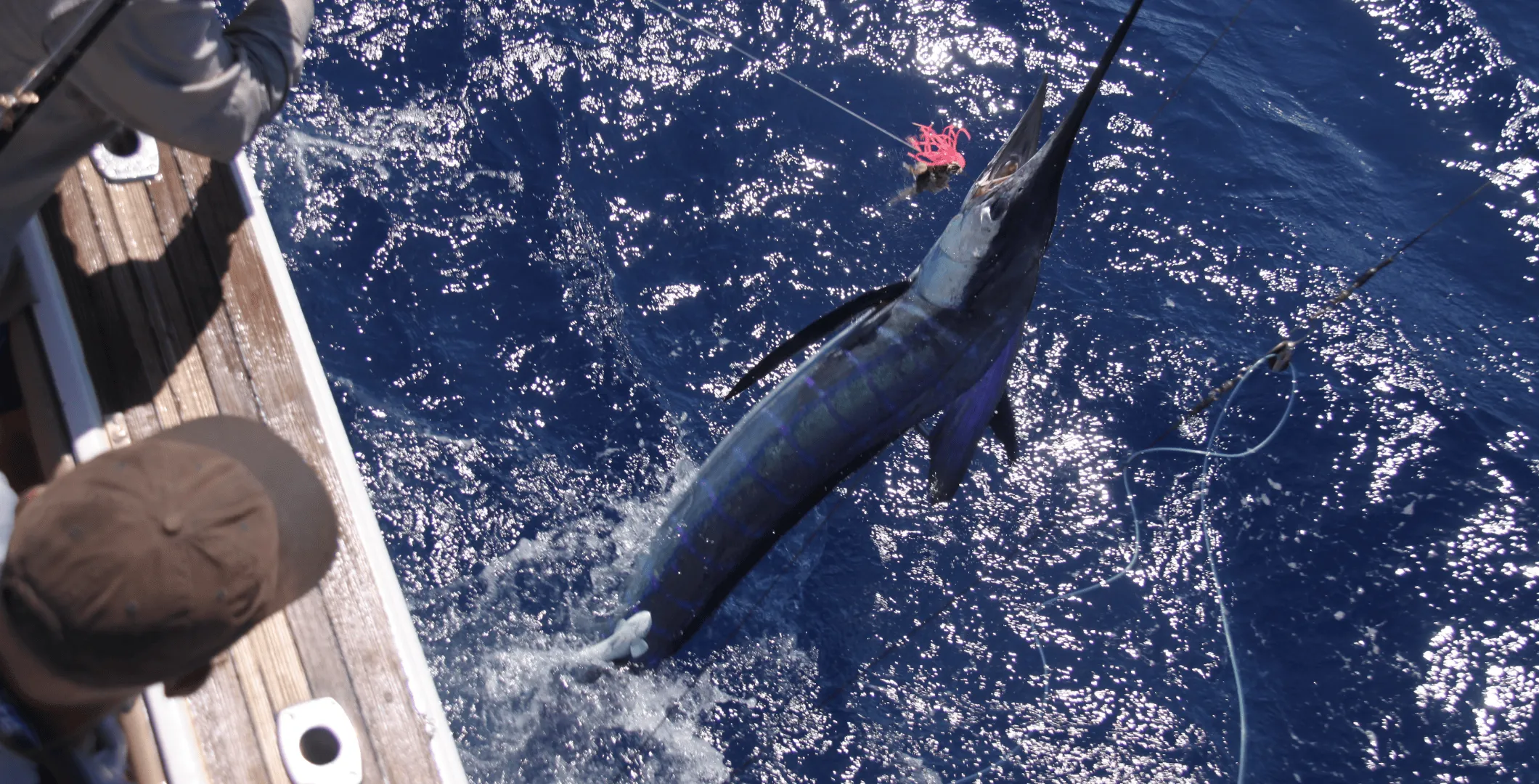 Marlin on the leader beside the boat on a Game Time Charters game fishing charter
