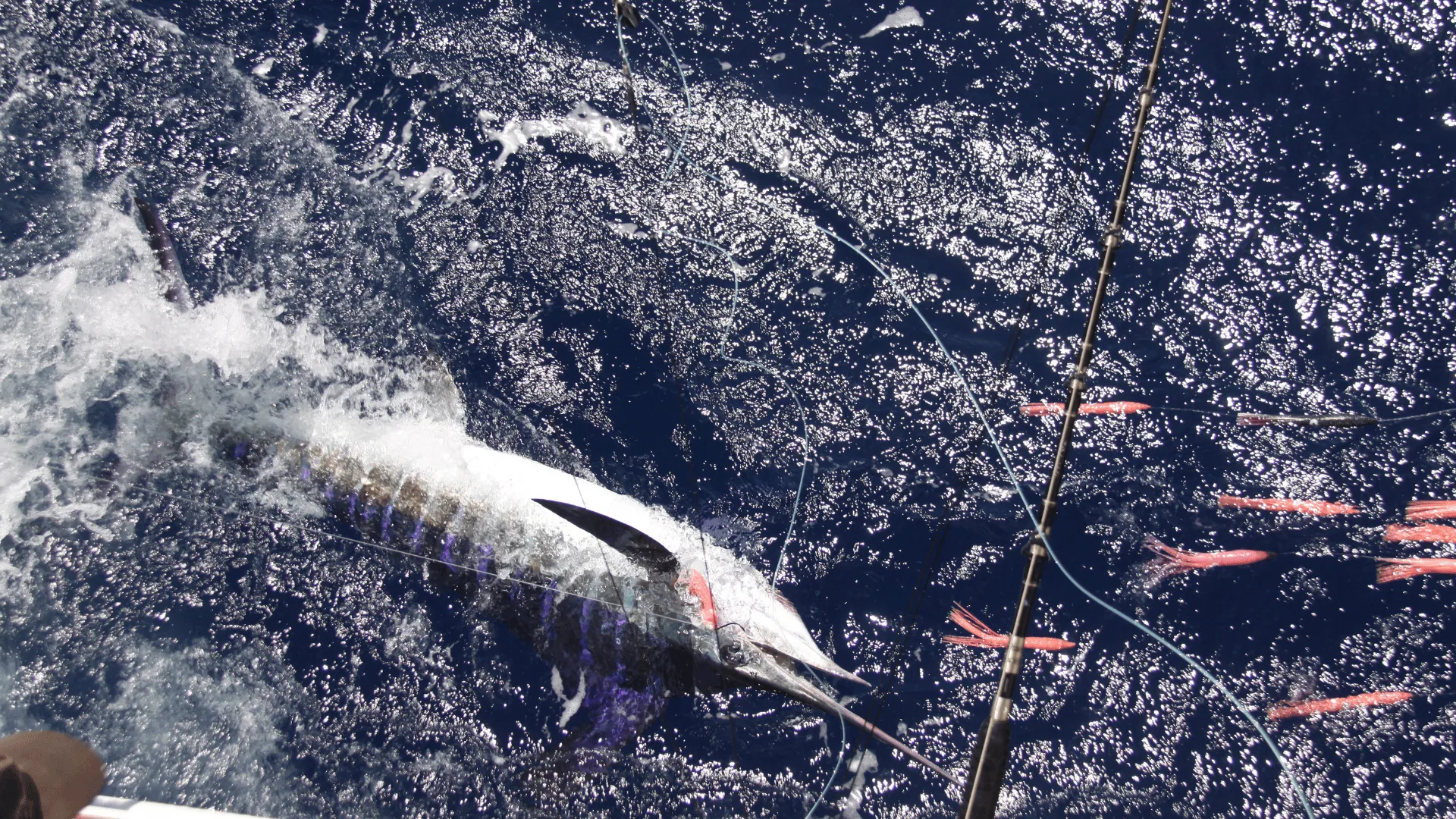 Marlin lit up on the surface beside the boat on a Game Time Charters game fishing charter