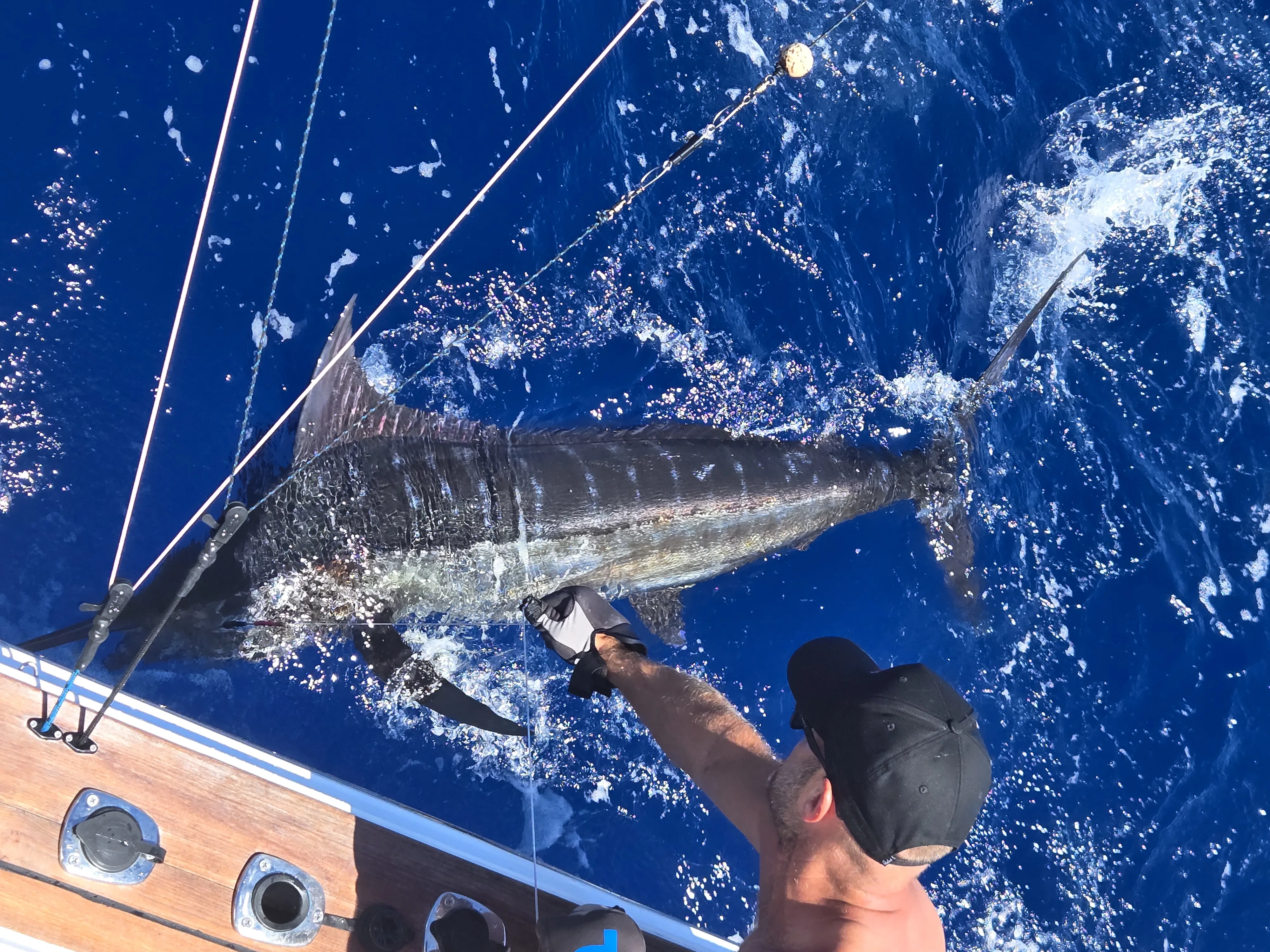 Crew reaching for the leader on a marlin alongside the boat with Game Time Charters
